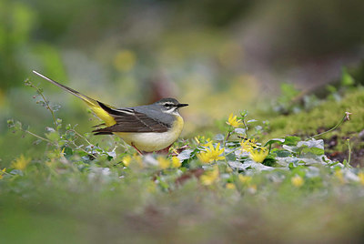 BUITEN BEELD Foto: 334064