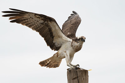 BUITEN BEELD Foto: 334106
