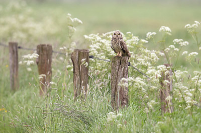 BUITEN BEELD Foto: 334134