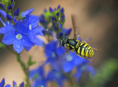 BUITEN BEELD Foto: 334145