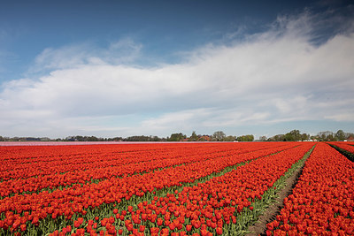 BUITEN BEELD Foto: 334170