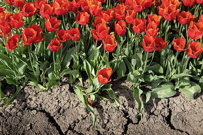 BUITEN BEELD Foto: 334171