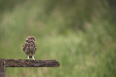 BUITEN BEELD Foto: 334206