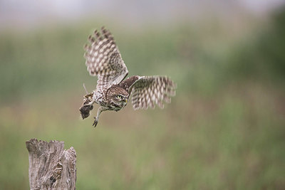 BUITEN BEELD Foto: 334209