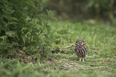 BUITEN BEELD Foto: 334211