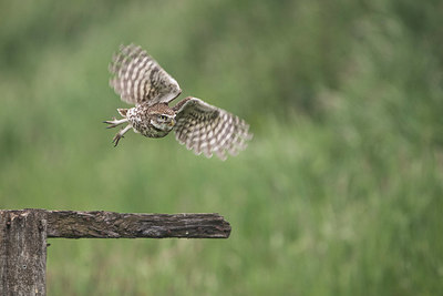 BUITEN BEELD Foto: 334212