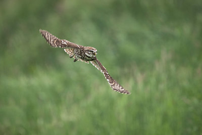 BUITEN BEELD Foto: 334213