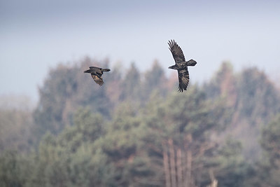 BUITEN BEELD Foto: 334225