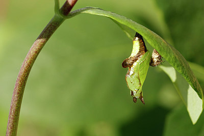 BUITEN BEELD Foto: 334240