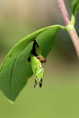 BUITEN BEELD Foto: 334242