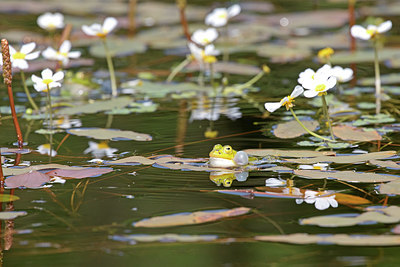 BUITEN BEELD Foto: 334266