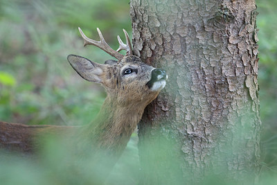 BUITEN BEELD Foto: 334307