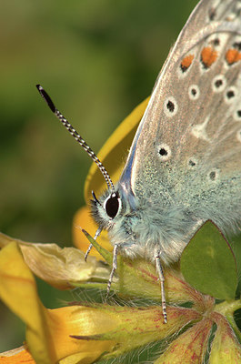 BUITEN BEELD Foto: 334311