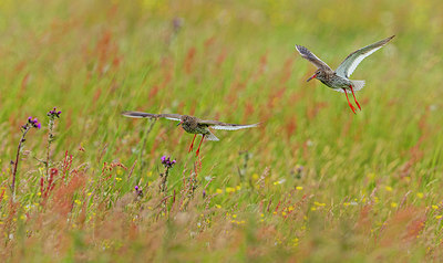 BUITEN BEELD Foto: 334334