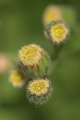 BUITEN BEELD Foto: 334346