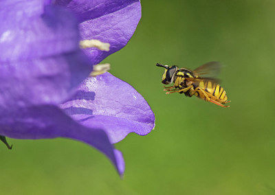 BUITEN BEELD Foto: 334379