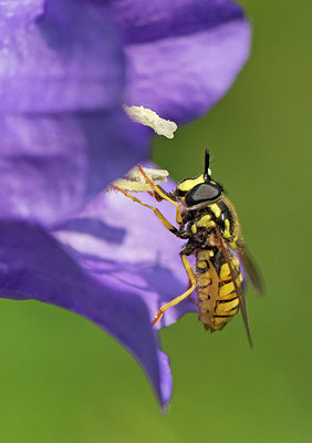 BUITEN BEELD Foto: 334380