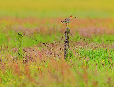 BUITEN BEELD Foto: 334400