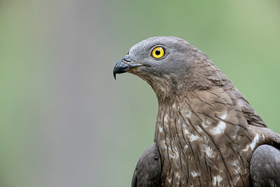 BUITEN BEELD Foto: 334471