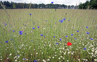 BUITEN BEELD Foto: 334483