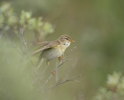 BUITEN BEELD Foto: 334495