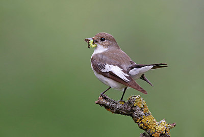 BUITEN BEELD Foto: 334502
