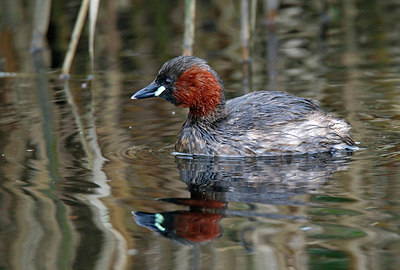 BUITEN BEELD Foto: 334506