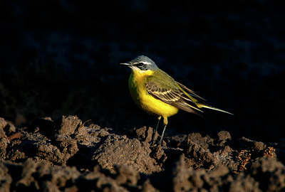 BUITEN BEELD Foto: 334512
