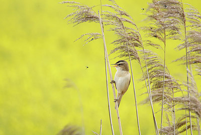 BUITEN BEELD Foto: 334531