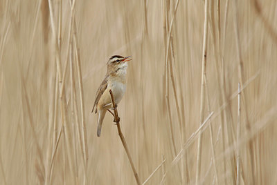 BUITEN BEELD Foto: 334535