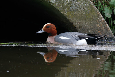 BUITEN BEELD Foto: 334540