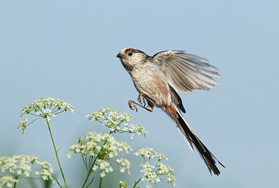 BUITEN BEELD Foto: 334542