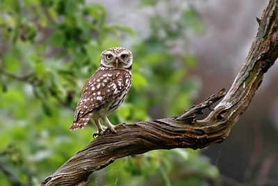 BUITEN BEELD Foto: 334547