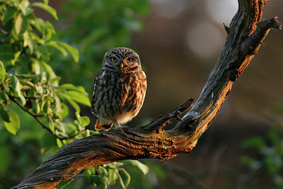 BUITEN BEELD Foto: 334548