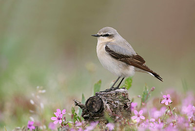 BUITEN BEELD Foto: 334570