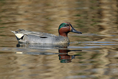 BUITEN BEELD Foto: 334576