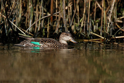 BUITEN BEELD Foto: 334579