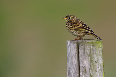 BUITEN BEELD Foto: 334593