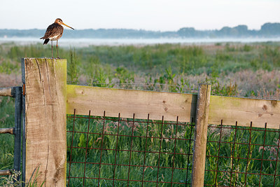 BUITEN BEELD Foto: 334606