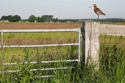 BUITEN BEELD Foto: 334609