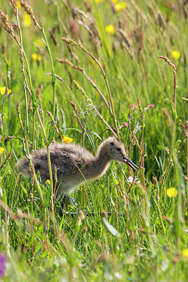 BUITEN BEELD Foto: 334627