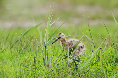 BUITEN BEELD Foto: 334628