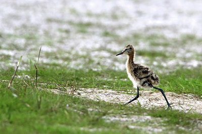 BUITEN BEELD Foto: 334629