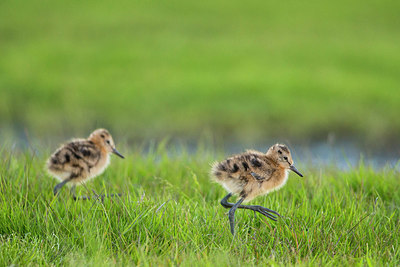 BUITEN BEELD Foto: 334631