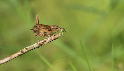 BUITEN BEELD Foto: 334661