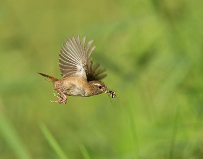 BUITEN BEELD Foto: 334666