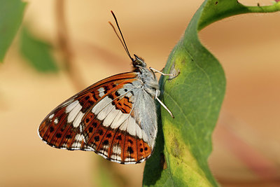 BUITEN BEELD Foto: 334682