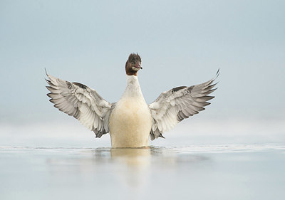 BUITEN BEELD Foto: 334684