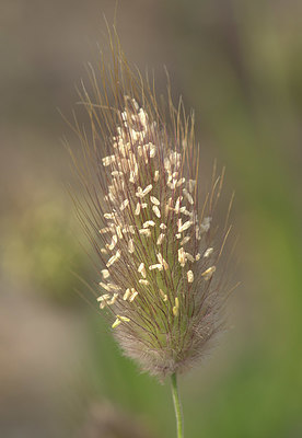 BUITEN BEELD Foto: 334707