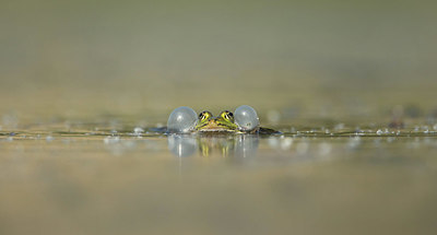 BUITEN BEELD Foto: 334726
